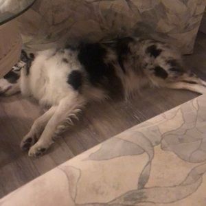 Meet your Posher, Dawn